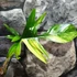 Kép 8/11 - Philodendron 'Florida beauty' (variegata)