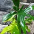 Kép 9/11 - Philodendron 'Florida beauty' (variegata)