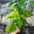 Kép 10/11 - Philodendron 'Florida beauty' (variegata)