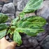 Kép 5/12 - Philodendron gloriosum 'Variegata'