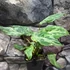Kép 6/12 - Philodendron gloriosum 'Variegata'