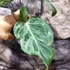 Kép 2/12 - Philodendron gloriosum 'Variegata'