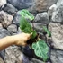 Kép 4/12 - Philodendron gloriosum 'Variegata'