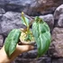 Kép 8/12 - Philodendron gloriosum 'Variegata'