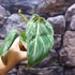 Kép 10/12 - Philodendron gloriosum 'Variegata'