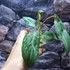 Kép 12/12 - Philodendron gloriosum 'Variegata'