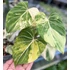 Kép 1/12 - Philodendron gloriosum 'Variegata'