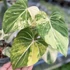 Kép 1/12 - Philodendron gloriosum 'Variegata'