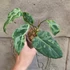 Kép 7/12 - Philodendron gloriosum 'Variegata'