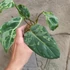 Kép 9/12 - Philodendron gloriosum 'Variegata'