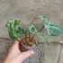 Kép 11/12 - Philodendron gloriosum 'Variegata'