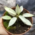 Kép 3/6 - Philodendron 'Snowdrift'