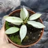 Kép 5/6 - Philodendron 'Snowdrift'