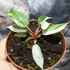 Kép 4/6 - Philodendron 'Snowdrift'