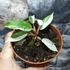 Kép 6/6 - Philodendron 'Snowdrift'