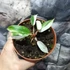 Kép 2/6 - Philodendron 'Snowdrift'