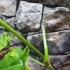 Kép 3/18 - Philodendron Bob Cee variegata