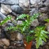 Kép 4/18 - Philodendron Bob Cee variegata