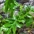 Kép 6/18 - Philodendron Bob Cee variegata