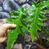 Kép 8/18 - Philodendron Bob Cee variegata