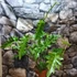 Kép 5/18 - Philodendron Bob Cee variegata