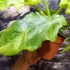 Kép 11/18 - Philodendron Bob Cee variegata