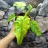Kép 18/18 - Philodendron Bob Cee variegata
