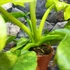 Kép 12/18 - Philodendron Bob Cee variegata
