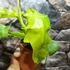 Kép 13/18 - Philodendron Bob Cee variegata