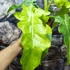 Kép 9/18 - Philodendron Bob Cee variegata