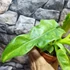 Kép 14/18 - Philodendron Bob Cee variegata