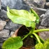 Kép 10/18 - Philodendron Bob Cee variegata