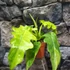 Kép 15/18 - Philodendron Bob Cee variegata