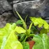 Kép 16/18 - Philodendron Bob Cee variegata