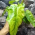 Kép 17/18 - Philodendron Bob Cee variegata