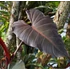 Kép 1/12 - Philodendron Dark Lord