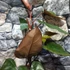 Kép 3/12 - Philodendron Dark Lord