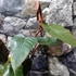 Kép 12/12 - Philodendron Dark Lord