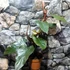 Kép 2/12 - Philodendron Dark Lord