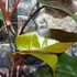 Kép 4/12 - Philodendron Dark Lord