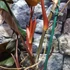 Kép 5/12 - Philodendron Dark Lord