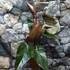 Kép 6/12 - Philodendron Dark Lord