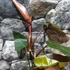 Kép 7/12 - Philodendron Dark Lord