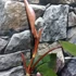 Kép 9/12 - Philodendron Dark Lord