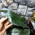 Kép 11/12 - Philodendron Dark Lord