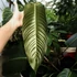 Kép 1/15 - Philodendron heterocraspedon