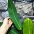 Kép 2/8 - Philodendron Heterocraspedon