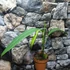 Kép 6/8 - Philodendron Heterocraspedon