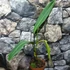 Kép 7/8 - Philodendron Heterocraspedon