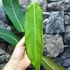 Kép 8/8 - Philodendron Heterocraspedon